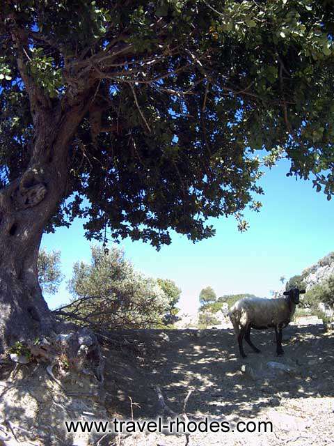 GOAT - A goat under the shadow of a tree