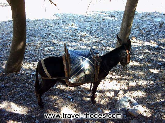 One of the donkeys climbing up to Lindos Acropolis RHODES PHOTO GALLERY - DONKEY