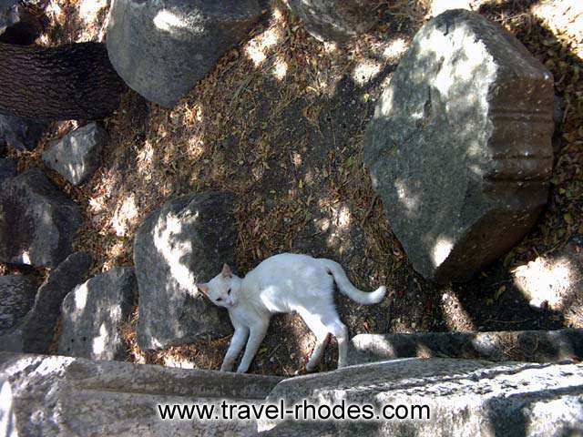 MONTE SMITH - A cat lying between the parts of an ancient temple in Rhodes