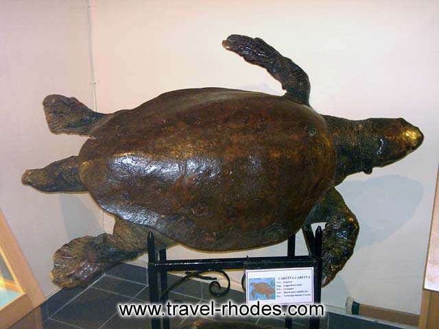 TURTLE - A turtle in Rhodes Aquarium