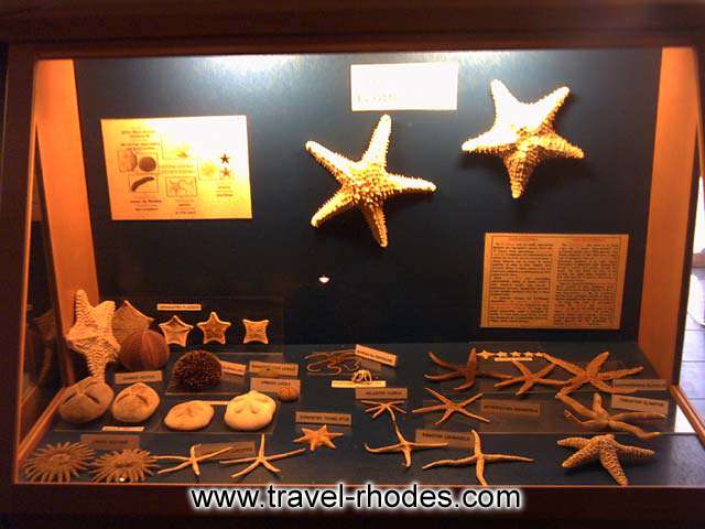 DETAIL - A collection of sea stars in Rhodes Aquarium