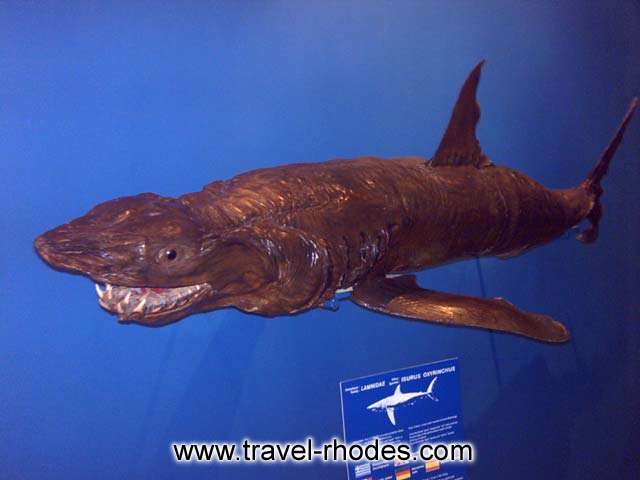 SHARK - A shark in Rhodes aquarium