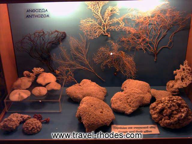 ANTHOZOA - 